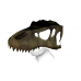 Prehistoric Valley T-Rex Skull Hat (for Male)